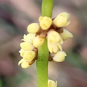 Lomandra glauca at Woodburn, NSW - 26 Aug 2022 03:04 PM