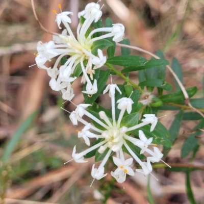Pimelea linifolia (Slender Rice Flower) at Woodburn, NSW - 26 Aug 2022 by trevorpreston