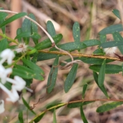 Pimelea linifolia at Woodburn, NSW - 26 Aug 2022 03:03 PM