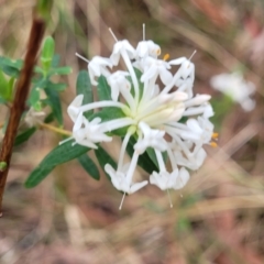 Pimelea linifolia at Woodburn, NSW - 26 Aug 2022 03:03 PM