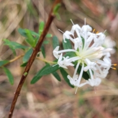 Pimelea linifolia at Woodburn, NSW - 26 Aug 2022 03:03 PM