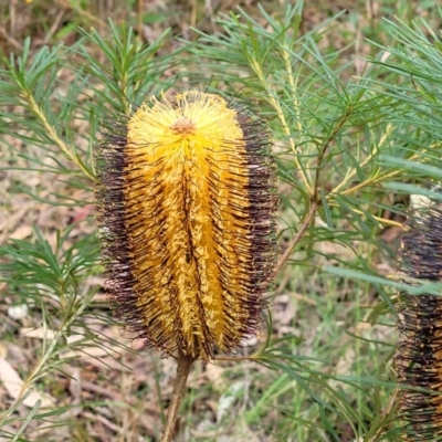 Banksia spinulosa var. spinulosa (Hairpin Banksia) at Woodburn State Forest - 26 Aug 2022 by trevorpreston