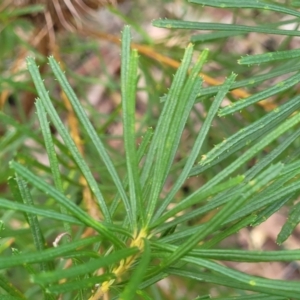 Banksia spinulosa var. spinulosa at Woodburn, NSW - 26 Aug 2022