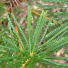 Banksia spinulosa var. spinulosa at Woodburn, NSW - 26 Aug 2022
