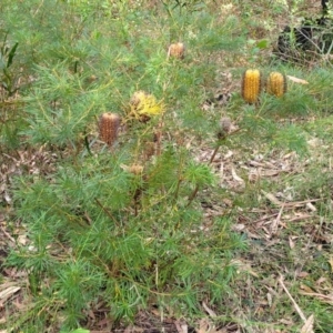 Banksia spinulosa var. spinulosa at Woodburn, NSW - 26 Aug 2022 03:01 PM