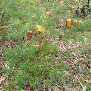 Banksia spinulosa var. spinulosa at Woodburn, NSW - 26 Aug 2022