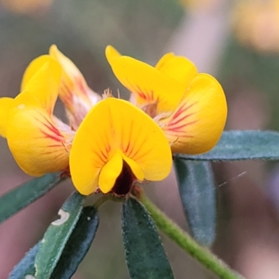 Pultenaea linophylla (Halo Bush-Pea) at Woodburn, NSW - 26 Aug 2022 by trevorpreston