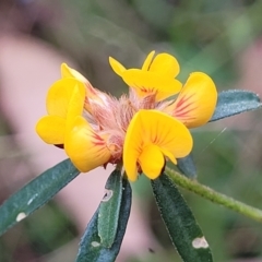 Pultenaea linophylla at Woodburn, NSW - 26 Aug 2022
