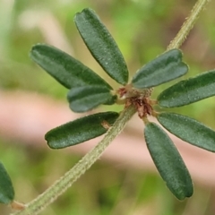 Pultenaea linophylla at Woodburn, NSW - 26 Aug 2022 03:00 PM