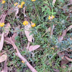 Pultenaea linophylla at Woodburn, NSW - 26 Aug 2022 03:00 PM