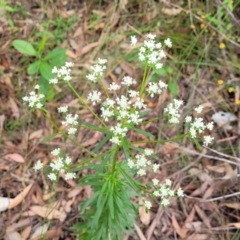 Poranthera corymbosa (Clustered Poranthera) at Woodburn, NSW - 26 Aug 2022 by trevorpreston