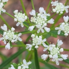 Poranthera corymbosa at Woodburn, NSW - 26 Aug 2022