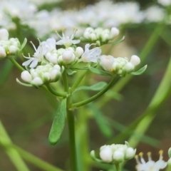 Poranthera corymbosa at Woodburn, NSW - 26 Aug 2022