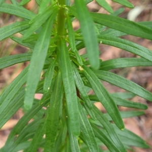 Poranthera corymbosa at Woodburn, NSW - 26 Aug 2022