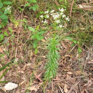 Poranthera corymbosa at Woodburn, NSW - 26 Aug 2022