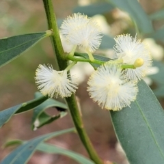 Acacia myrtifolia (Myrtle Wattle) at Woodburn State Forest - 26 Aug 2022 by trevorpreston