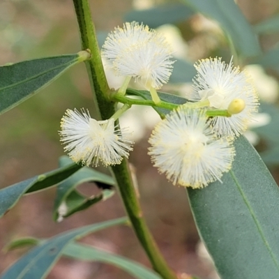 Acacia myrtifolia (Myrtle Wattle) at Woodburn State Forest - 26 Aug 2022 by trevorpreston