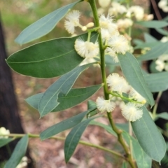 Acacia myrtifolia at Woodburn, NSW - 26 Aug 2022