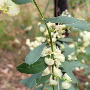 Acacia myrtifolia at Woodburn, NSW - 26 Aug 2022 02:58 PM