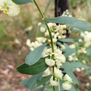 Acacia myrtifolia at Woodburn, NSW - 26 Aug 2022