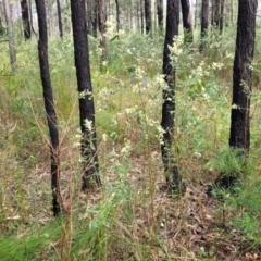 Acacia myrtifolia at Woodburn, NSW - 26 Aug 2022 02:58 PM