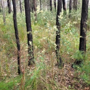 Acacia myrtifolia at Woodburn, NSW - 26 Aug 2022