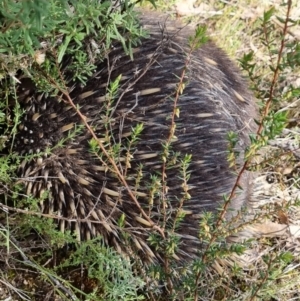 Tachyglossus aculeatus at Tennent, ACT - 26 Aug 2022