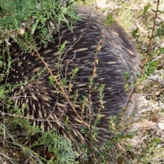 Tachyglossus aculeatus (Short-beaked Echidna) at Tennent, ACT - 26 Aug 2022 by ChrisHolder