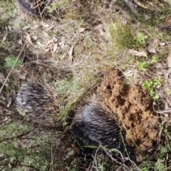 Tachyglossus aculeatus at Tennent, ACT - 26 Aug 2022