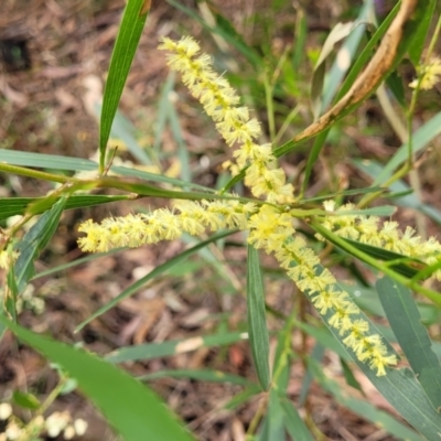 Acacia longifolia subsp. longifolia (sallow or Sydney golden wattle) at Woodburn, NSW - 26 Aug 2022 by trevorpreston