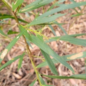 Acacia longifolia subsp. longifolia at Woodburn, NSW - 26 Aug 2022