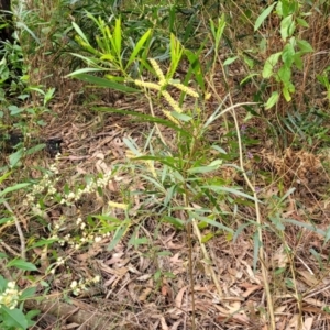 Acacia longifolia subsp. longifolia at Woodburn, NSW - 26 Aug 2022