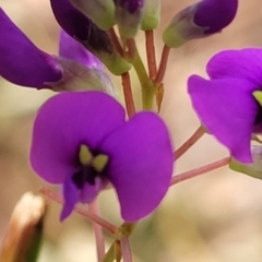 Hardenbergia violacea (False Sarsaparilla) at Woodburn State Forest - 26 Aug 2022 by trevorpreston