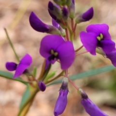 Hardenbergia violacea at Woodburn, NSW - 26 Aug 2022