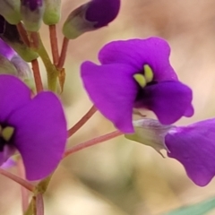 Hardenbergia violacea at Woodburn, NSW - 26 Aug 2022