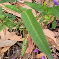 Hardenbergia violacea at Woodburn, NSW - 26 Aug 2022