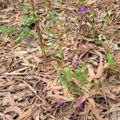Hardenbergia violacea at Woodburn, NSW - 26 Aug 2022
