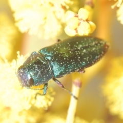 Melobasis obscurella (Obscurella jewel beetle) at Molonglo Valley, ACT - 26 Aug 2022 by Harrisi