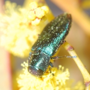 Melobasis obscurella at Molonglo Valley, ACT - 26 Aug 2022