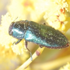 Melobasis obscurella at Molonglo Valley, ACT - 26 Aug 2022