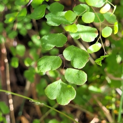 Adiantum aethiopicum (Common Maidenhair Fern) at Meroo National Park - 26 Aug 2022 by trevorpreston