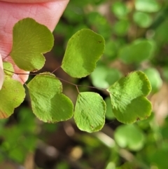 Adiantum aethiopicum at Burrill Lake, NSW - suppressed