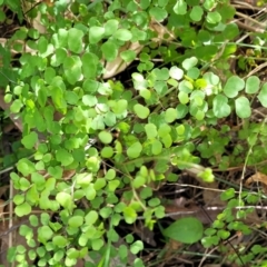 Adiantum aethiopicum at Burrill Lake, NSW - suppressed