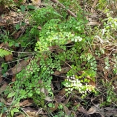 Adiantum aethiopicum at Burrill Lake, NSW - 26 Aug 2022