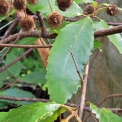 Callicoma serratifolia at Burrill Lake, NSW - 26 Aug 2022