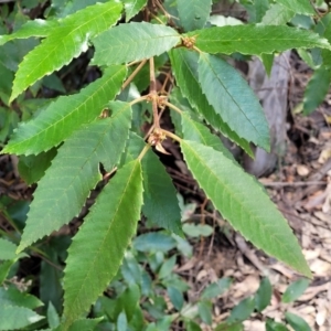 Callicoma serratifolia at Burrill Lake, NSW - 26 Aug 2022