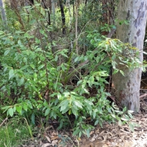 Callicoma serratifolia at Burrill Lake, NSW - 26 Aug 2022