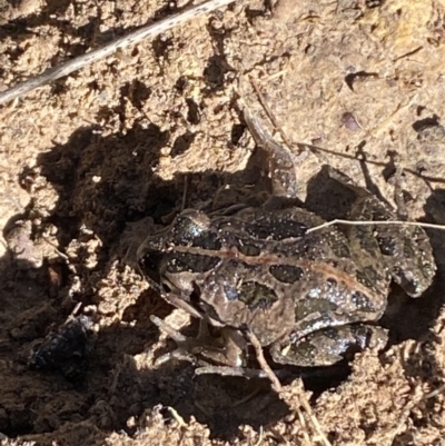 Limnodynastes tasmaniensis (Spotted Grass Frog) at Bruce, ACT - 26 Aug 2022 by SteveBorkowskis