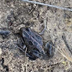 Limnodynastes tasmaniensis at Bruce, ACT - 26 Aug 2022