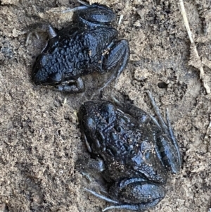 Limnodynastes tasmaniensis at Bruce, ACT - 26 Aug 2022